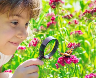look in a magnifying glass butterfly sits on flowers. selective focus.